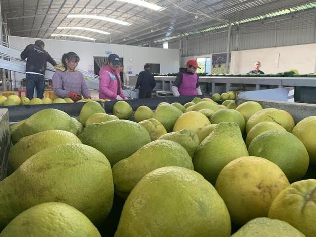 8万亩香柚丰收上市|客商|水果|农产品|江永县_网易订阅